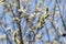 Early springtime with closeup of goat willow branches a little bit before blooming