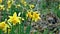 Early springtime daffodils against dark colours