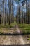 Early springtime deciduous forest with trail