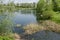 Early springtime green and dry reed or rush on a beauty lake in district Drujba