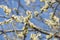 Early springtime wallpaper closeup of blooming goat willow branches in sunlight