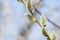 Early springtime wallpaper closeup of goat willow branches before blooming  in sunlight