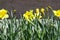 Early Springtime Yellow Daffodils Blooming