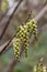 Early Stachyurus praecox pendant racemes of pale yellow flowers