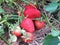 Early strawberry Alba in the garden