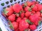 Early strawberry Alba - harvest in a basket