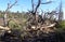 Early Summer in Arizona: Downed Dead Tree in Bonita Lava Flow Area of Sunset Crater Volcano National Monument