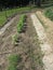 Early Summer Garden Planted in Rows