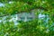 Early summer of the Great Buddha of Kamakura,which was wrapped in fresh green