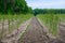 Early summer growth cycle of asparagus plant, fern development