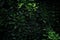 Early summer leaves-Robinia pseudoacacia Linn.