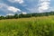 Early summer meadow with trees around and blue sky with clouds