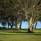 Early Summer Morning Dawn Sunrise, Trees Near River Bank Bright Parkland Lawn