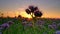 In early summer, purple flowers swing with wind at dusk