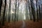 Early sun rays get through fog on a beautiful misty autumn November sundawn, narrow tourist forest path