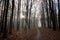 Early sun rays get through tree branches on a beautiful misty autumn November morning, narrow tourist forest path