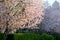 Early sunset highlights blooming cherry trees in Seattle suburb