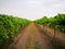 An Early sweet grapes farming in Emerald , Queensland , Australia.