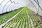 Early vegetable growing in a greenhouse, salad plants covered with greenhouse film. Baden Baden. Baden Wuerttemberg, Germany