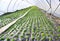 Early vegetable growing in a greenhouse, salad plants covered with greenhouse film. Baden Baden. Baden Wuerttemberg, Germany