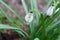 Early white flowers Galanthus Linnaeus 1