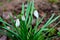 Early white flowers Galanthus Linnaeus 3