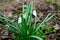 Early white flowers Galanthus Linnaeus 4