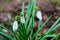 Early white flowers Galanthus Linnaeus 5