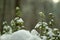 early winter; lingonberry twigs under the first snow