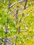 Early Winter Snow On New Maple Tree Leaves