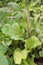 Early wonder beets and wax beans in the garden