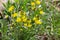 Early yellow buffalo prairie bean