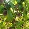 Early yound peaches growing on a tree