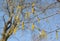 Earrings of the blossoming hornbeam ordinary Carpinus betulus L