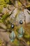 Earrings with burdock leaves