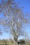 Earrings flowering silver poplar. Flowering poplar