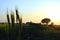 Earrings in wheat plants are shining with the rays of the sun, an amazing view of the sunset in the fields