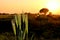 Earrings in wheat plants are shining with the rays of the sun, an amazing view of the sunset in the fields