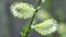 Earrings on Yves acutifoliate, Krasnotal, the Red willow, Shelyuga a close up in sunny day