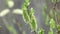 Earrings on Yves acutifoliate, Krasnotal, the Red willow, Shelyuga a close up in sunny day