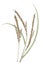 Ears of Asian rice Oryza sativa botanical drawing