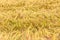 ears of barley closeup cornfield Background