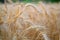 Ears of barley in period harvest