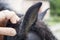 The ears of a black pony with thick hair are covered with water drops