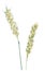 Ears of Common wheat botanical drawing