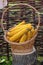 Ears of corn in a basket