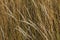 Ears of dry grass against background of tall yellow dry grass