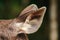 The ears of a fur deer are light brown