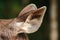 The ears of a fur deer are light brown