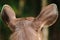 The ears of a fur deer are light brown